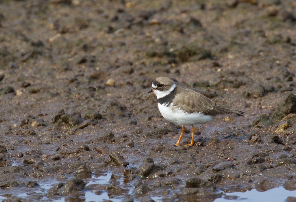 Semipalmated Plover - ML116012031