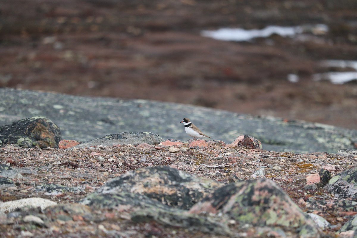 Semipalmated Plover - ML116013391