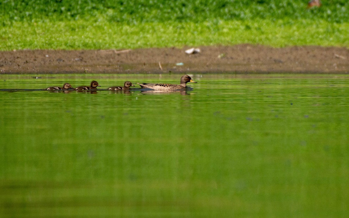Yellow-billed Teal - Priscila Couto