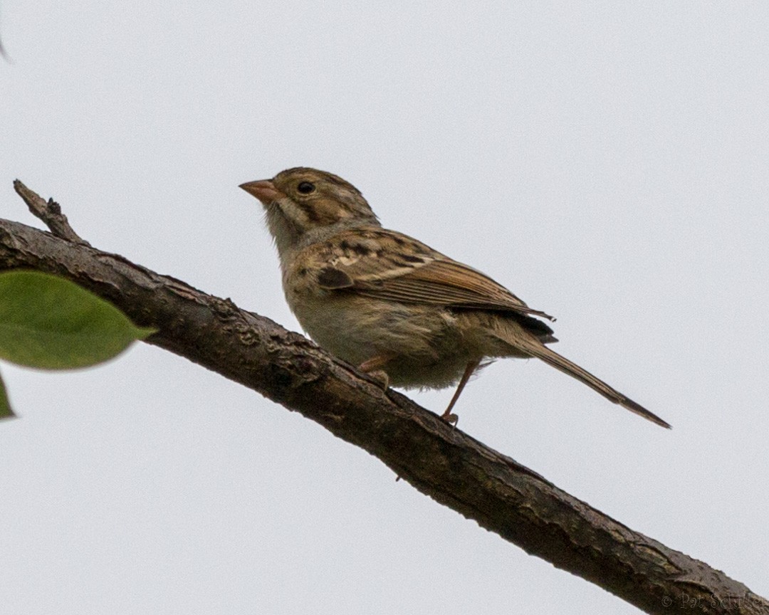 Clay-colored Sparrow - ML116017281