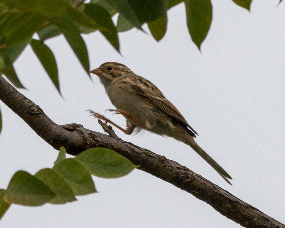 Clay-colored Sparrow - ML116017361