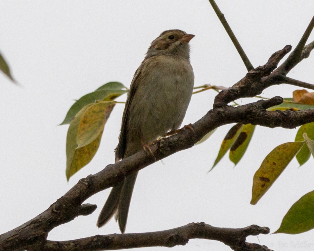 Clay-colored Sparrow - Pat Schiller