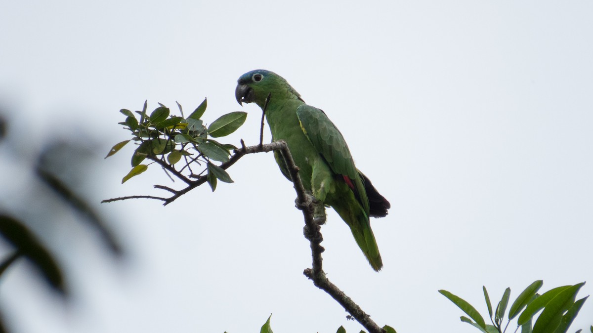 Mealy Parrot - ML116023311