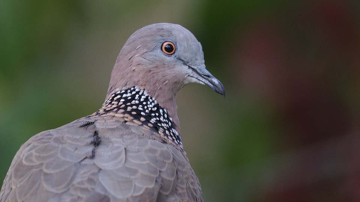 Spotted Dove - ML116028731