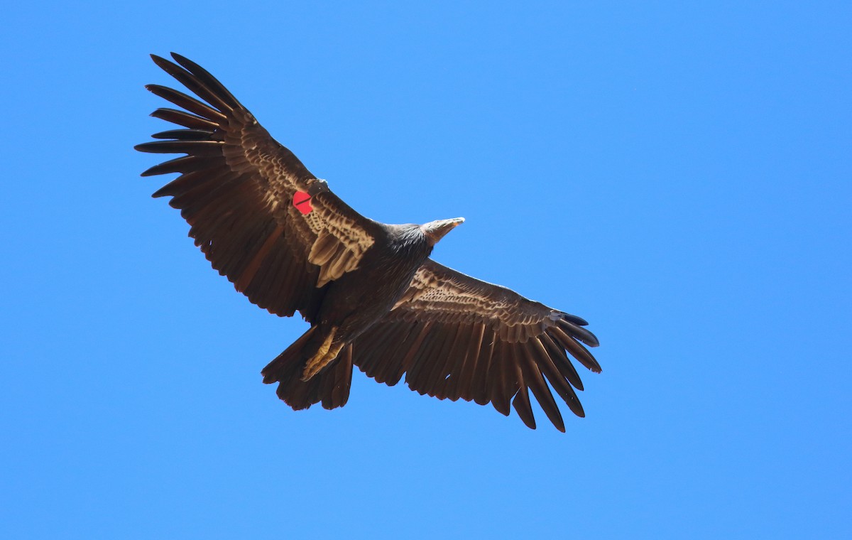 California Condor - ML116028891