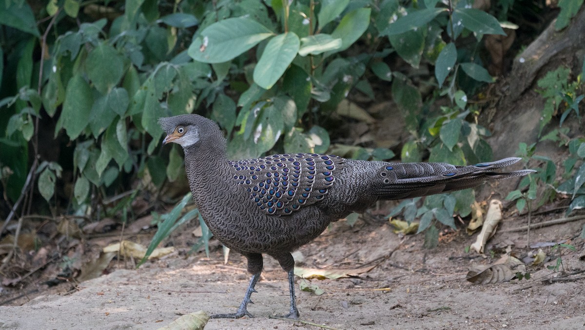 Gray Peacock-Pheasant - ML116029861