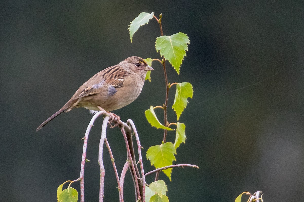 Golden-crowned Sparrow - John Reynolds