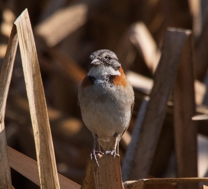 Rufous-collared Sparrow - Pablo Galdames
