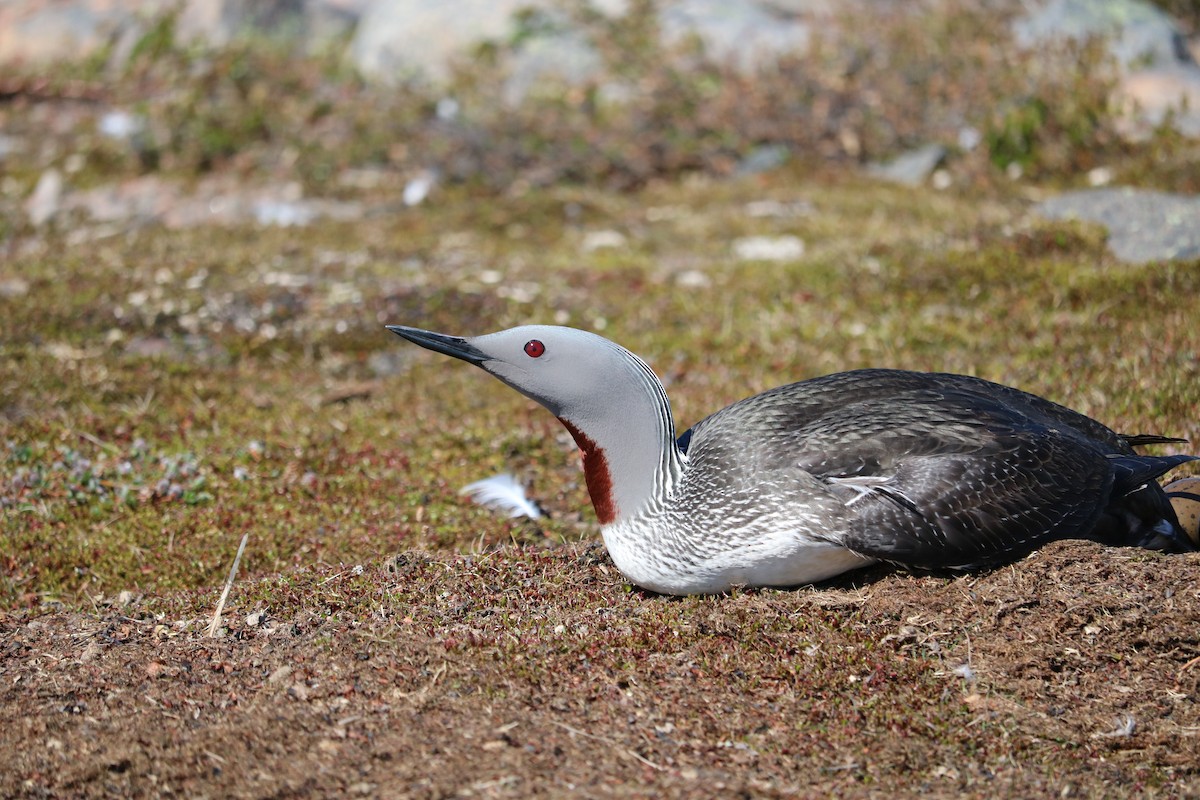 Red-throated Loon - ML116034771