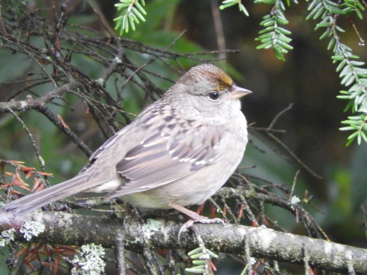 Golden-crowned Sparrow - Mark Stevens