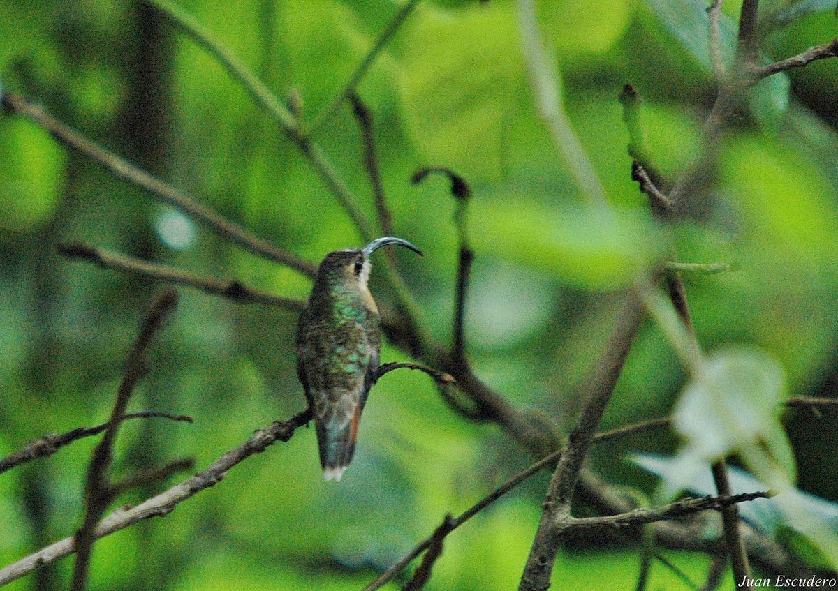 Rufous-breasted Hermit - ML116039511