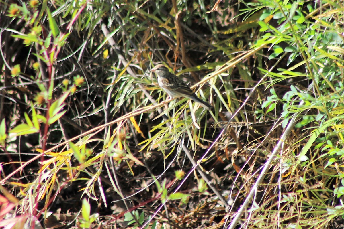 Chipping Sparrow - ML116040401