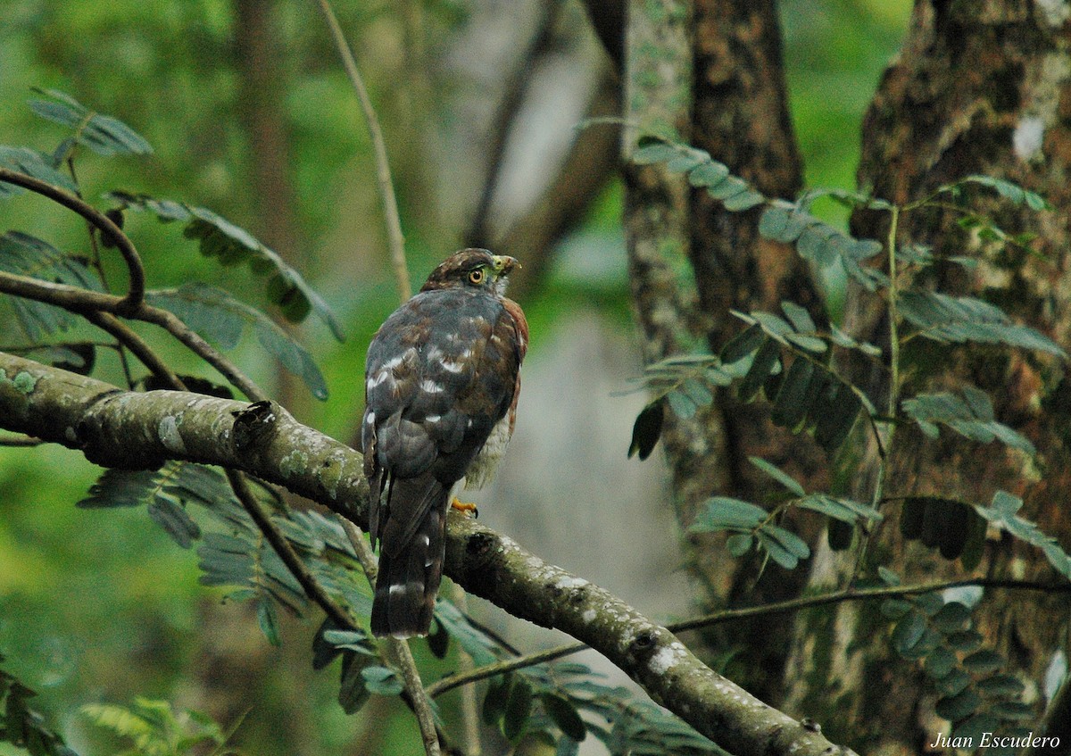 Double-toothed Kite - ML116040701
