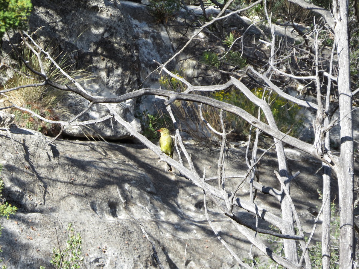 Western Tanager - deidre asbjorn