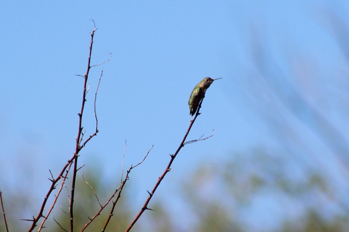 Broad-tailed Hummingbird - ML116042931
