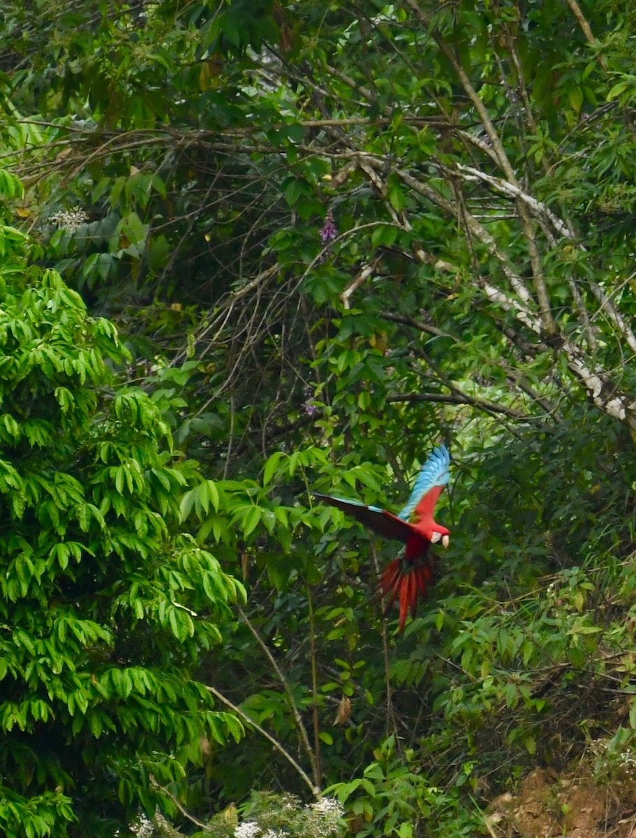 Red-and-green Macaw - ML116044311