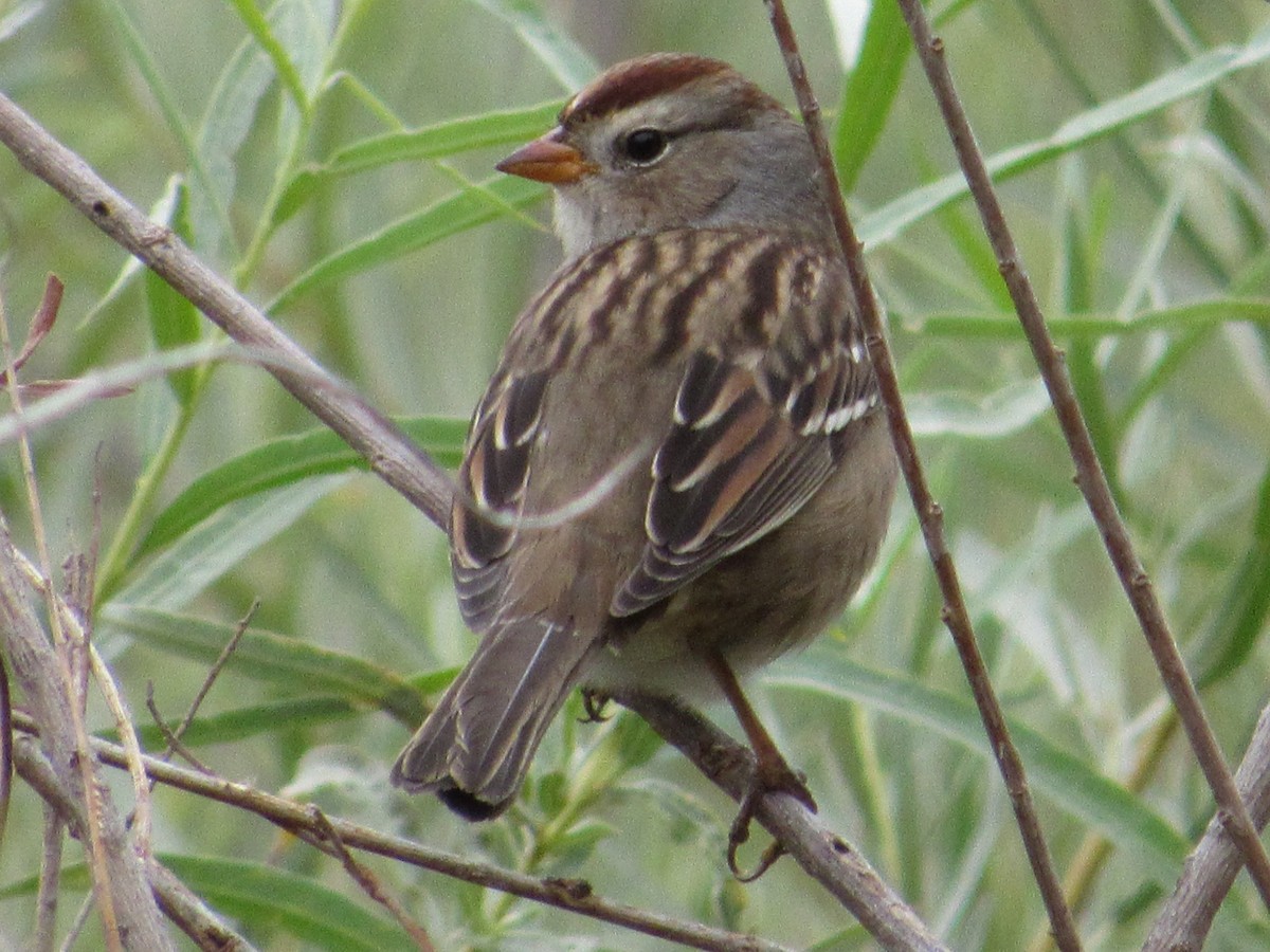 White-crowned Sparrow (Gambel's) - Matthew Cozart