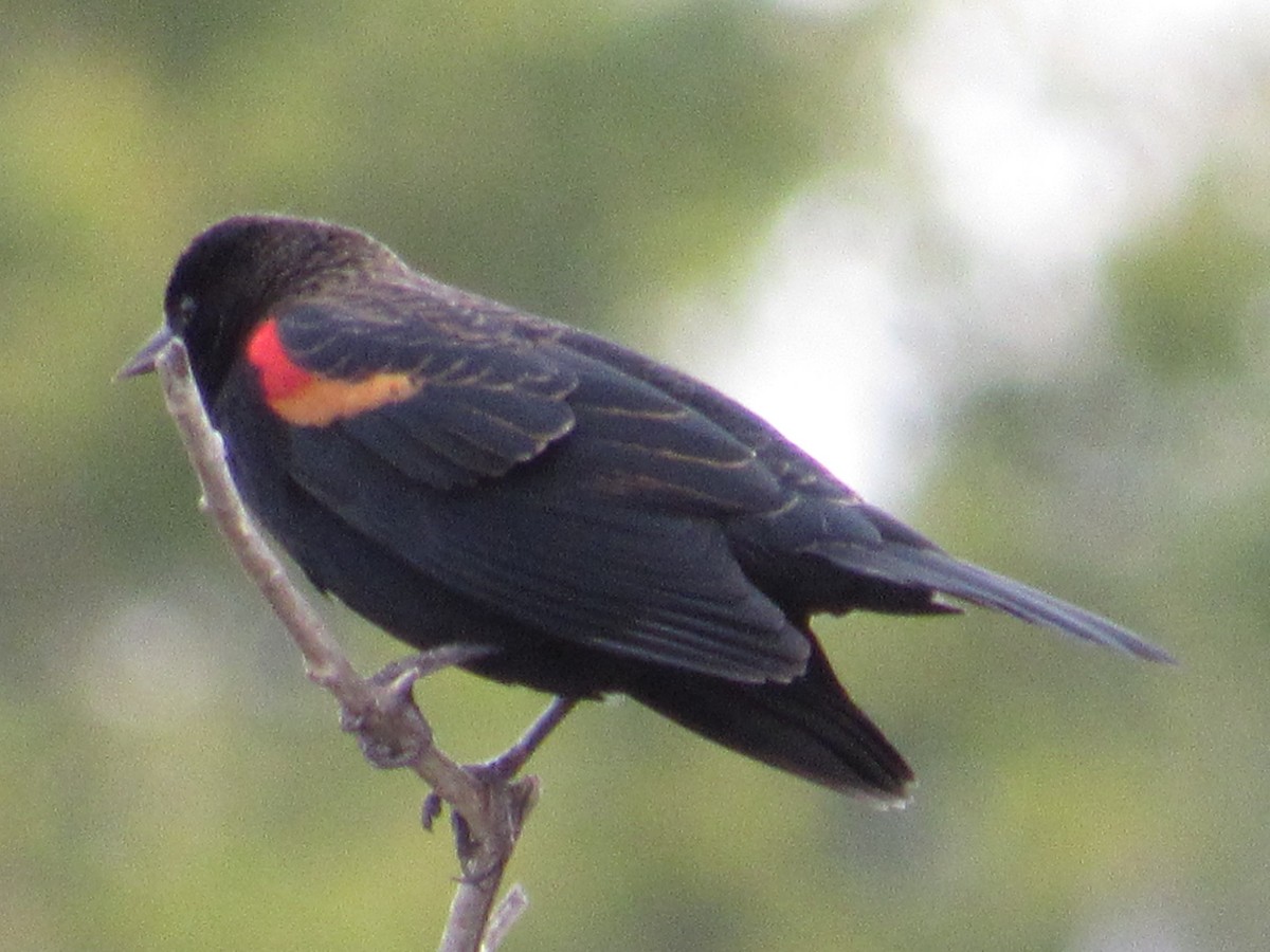 Red-winged Blackbird (Red-winged) - Matthew Cozart
