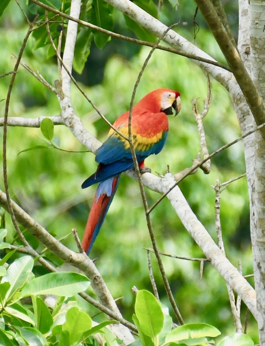 Scarlet Macaw - ML116044681