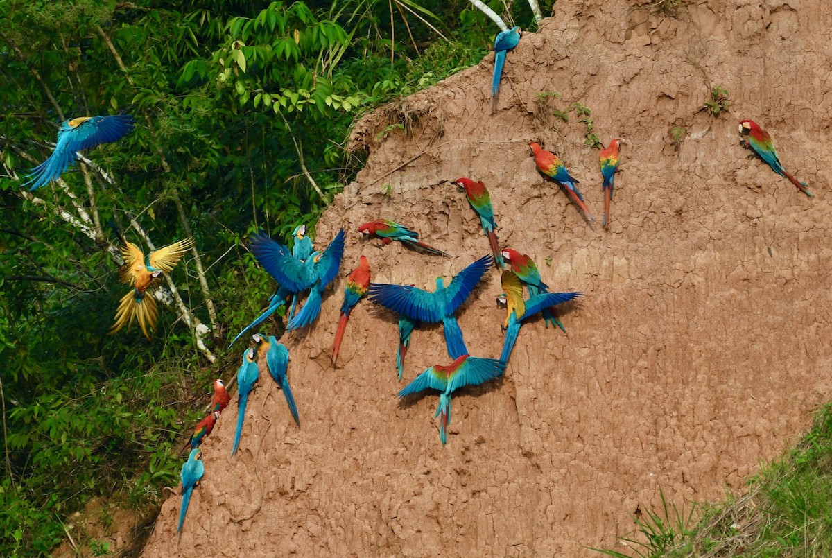 Blue-and-yellow Macaw - ML116045001