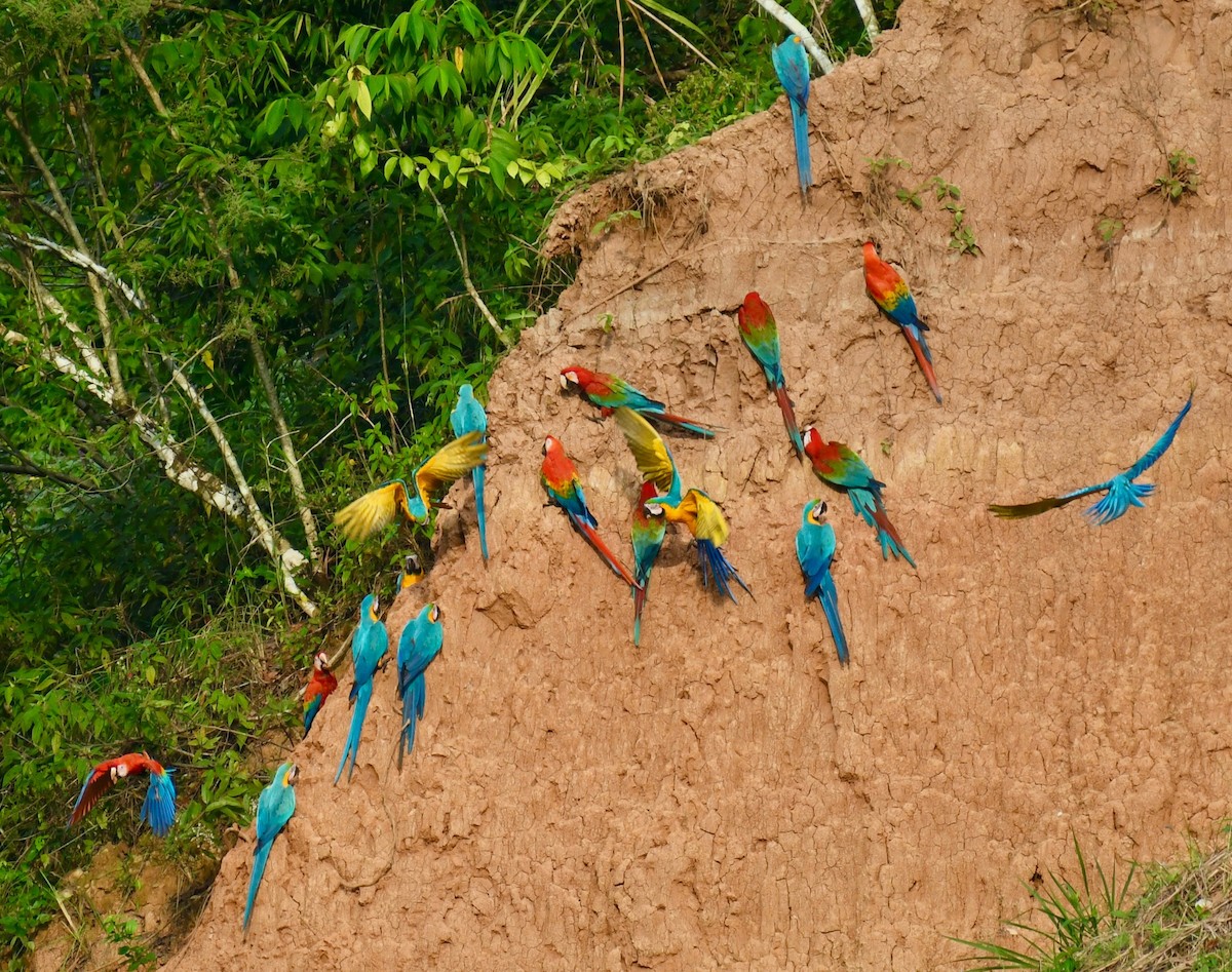 Blue-and-yellow Macaw - ML116045021