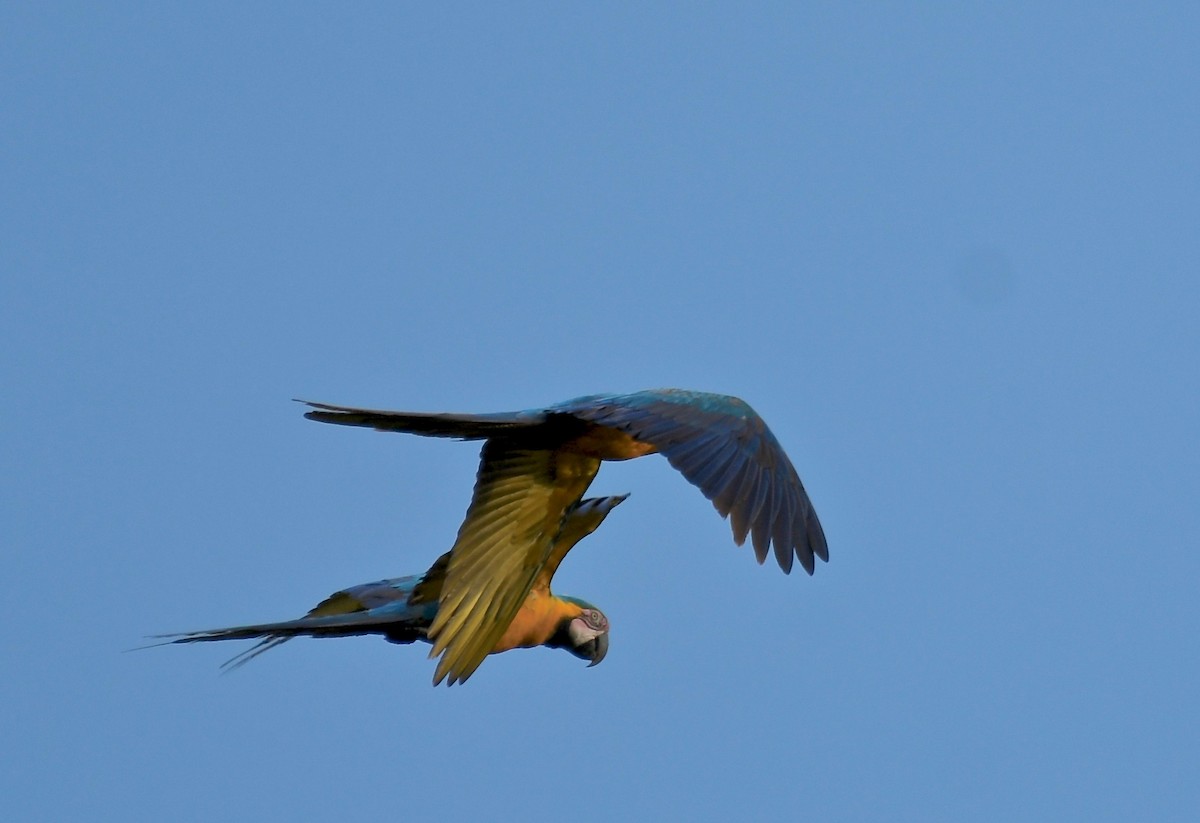 Blue-and-yellow Macaw - ML116045051