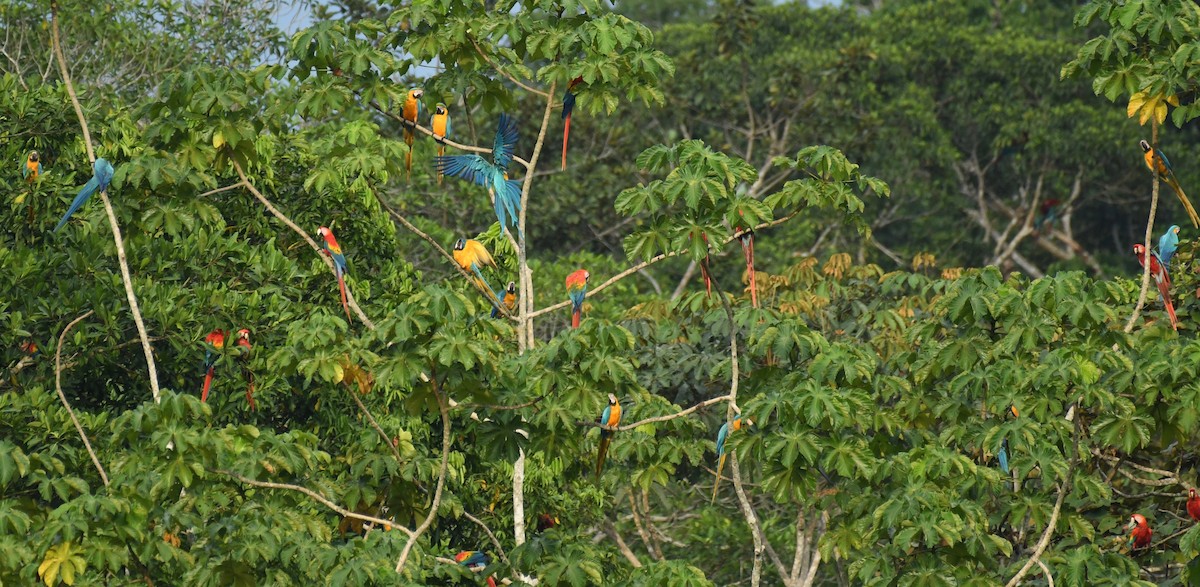 Blue-and-yellow Macaw - Theresa Bucher