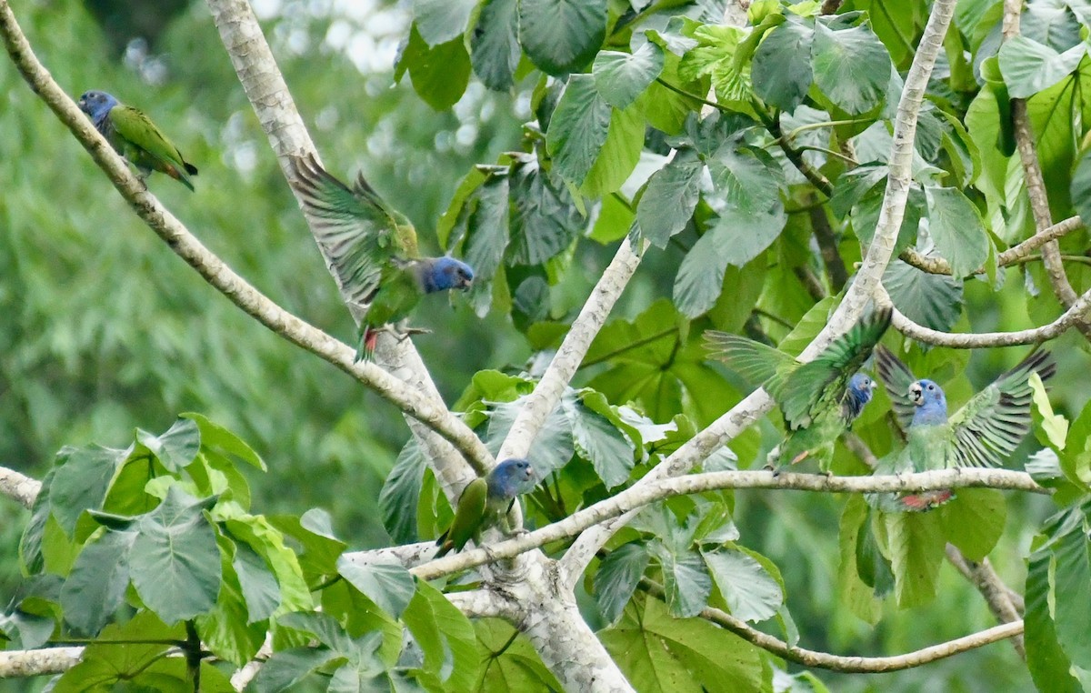 Blue-headed Parrot - ML116045401