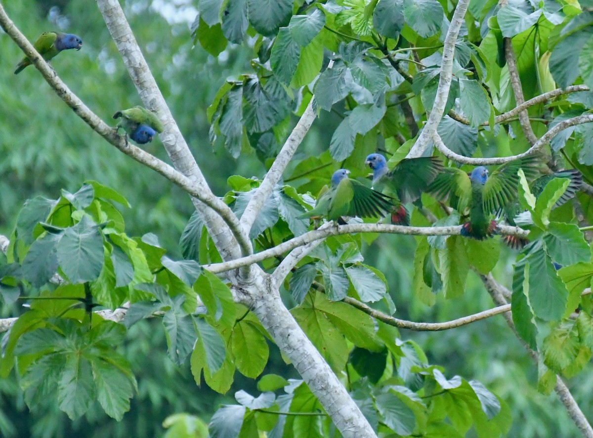 Blue-headed Parrot - ML116045431