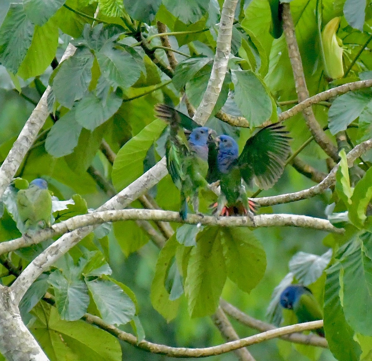 Blue-headed Parrot - ML116045461