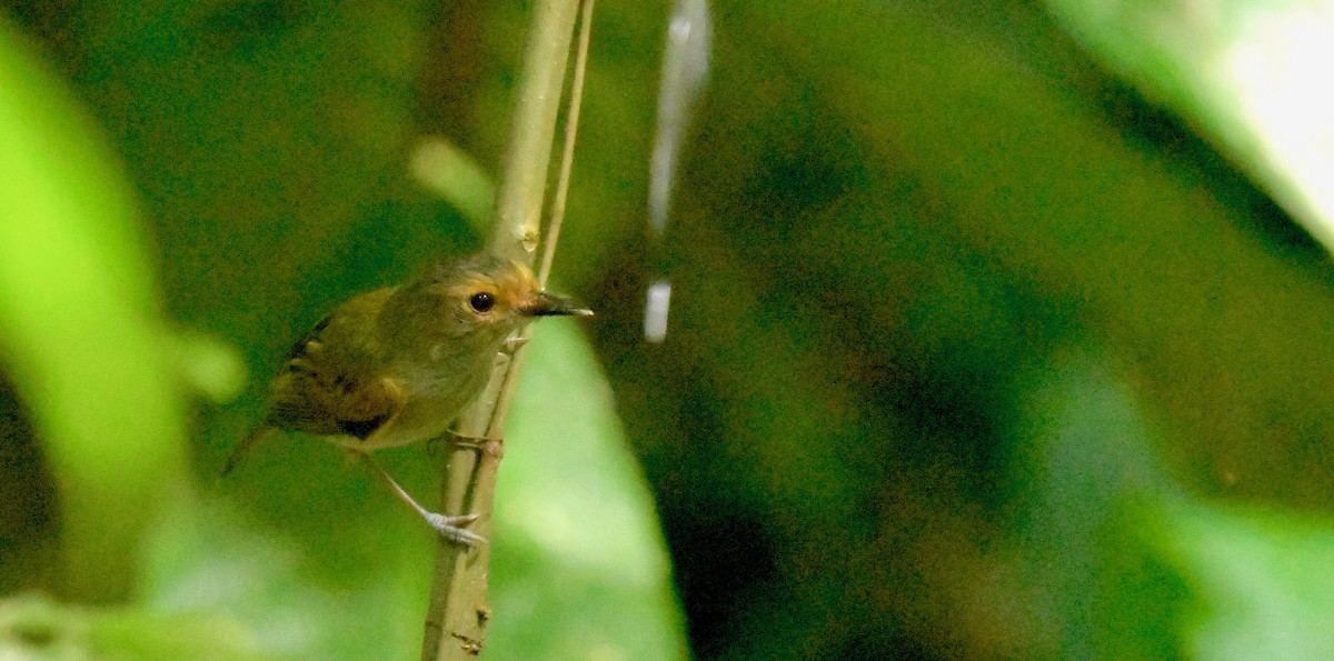 Rusty-fronted Tody-Flycatcher - Theresa Bucher