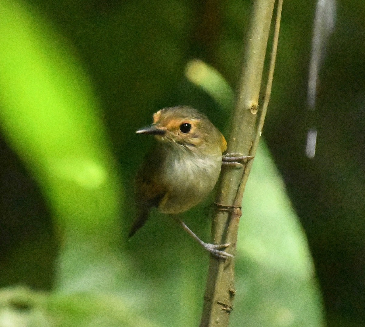 Rusty-fronted Tody-Flycatcher - ML116046171