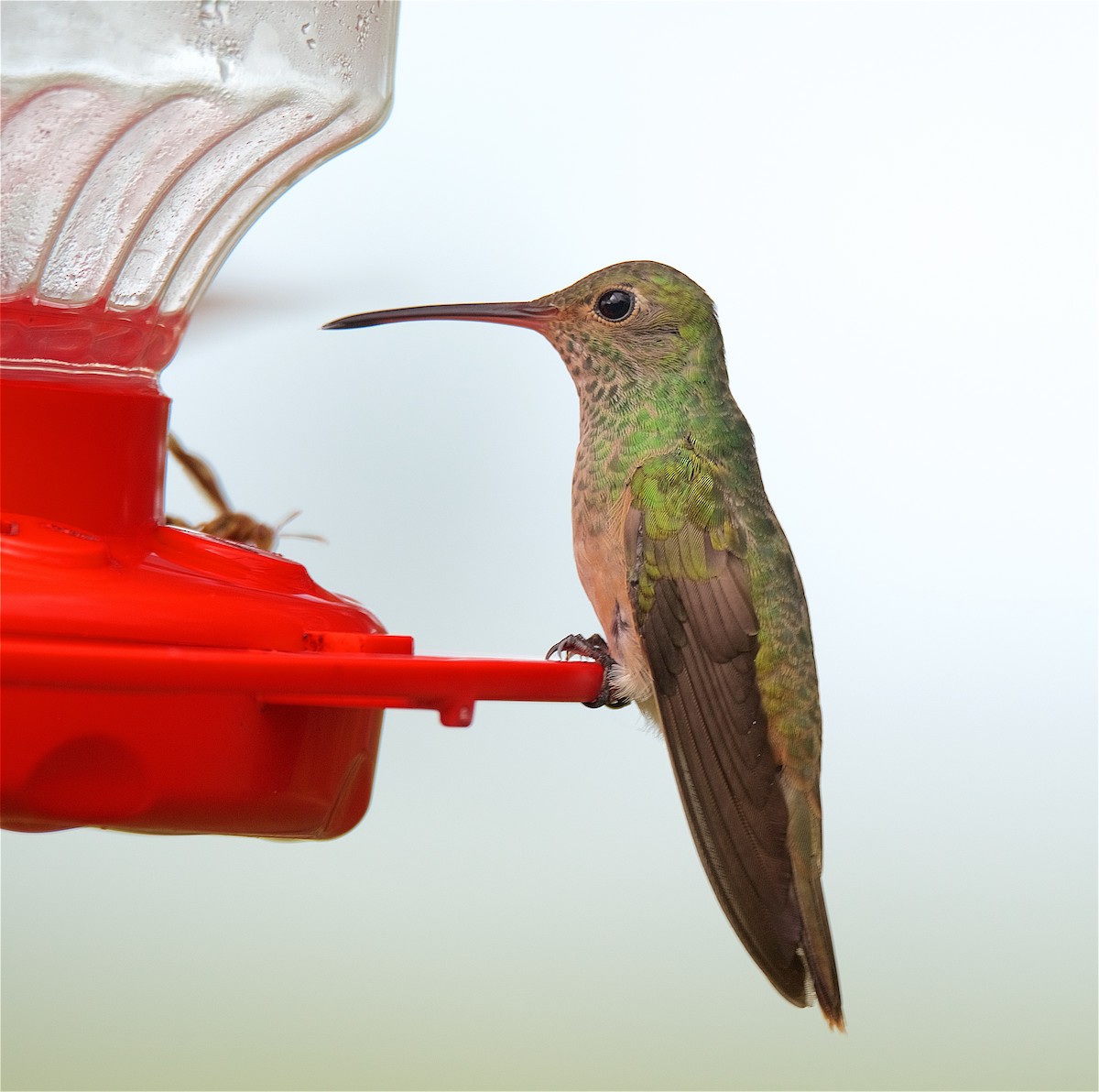 Buff-bellied Hummingbird - ML116047251