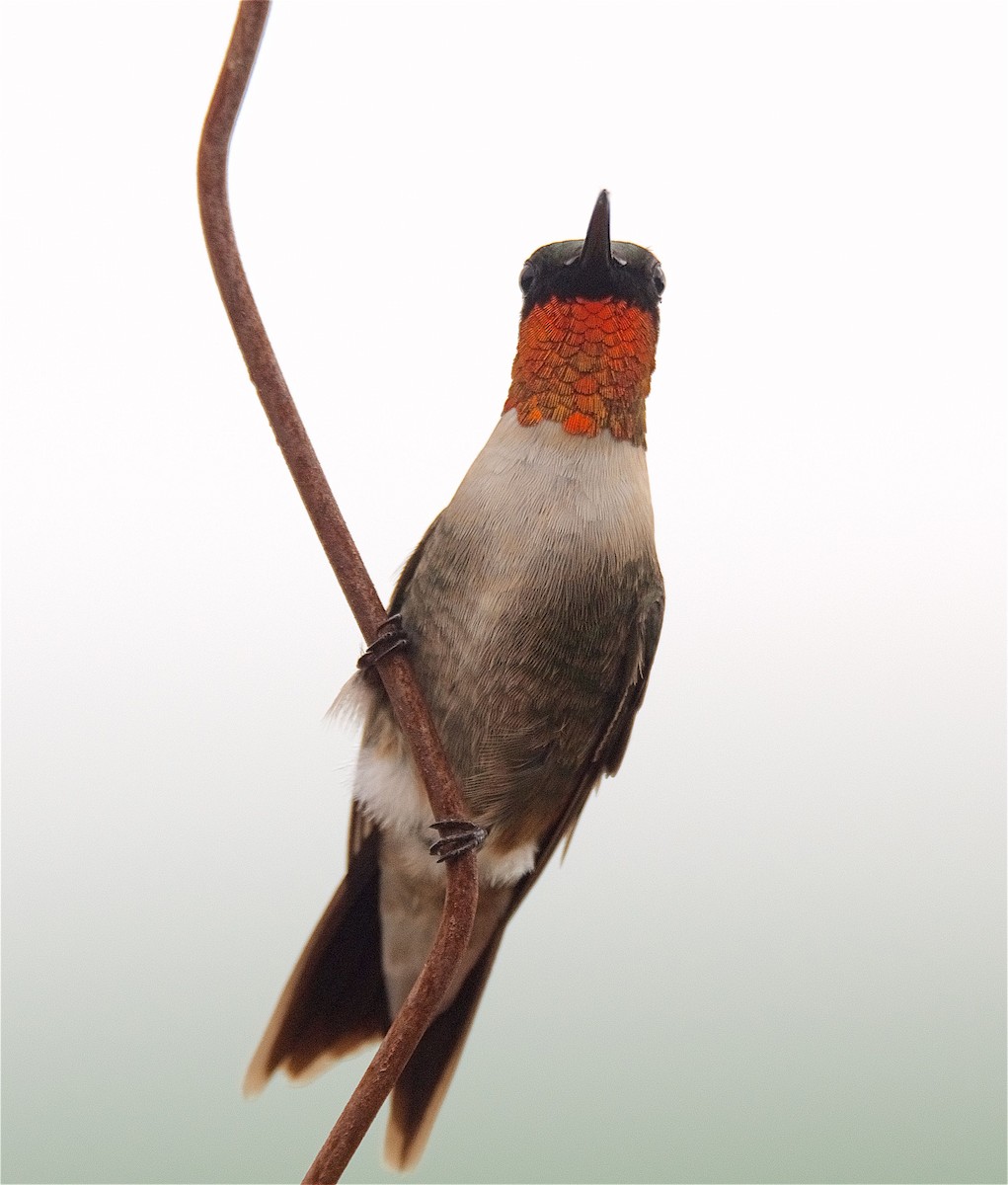 Ruby-throated Hummingbird - ML116047571