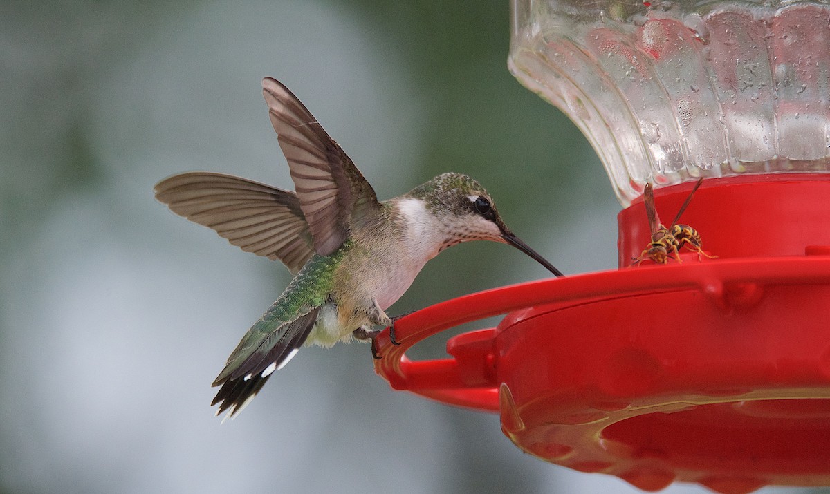 Ruby-throated Hummingbird - ML116047581