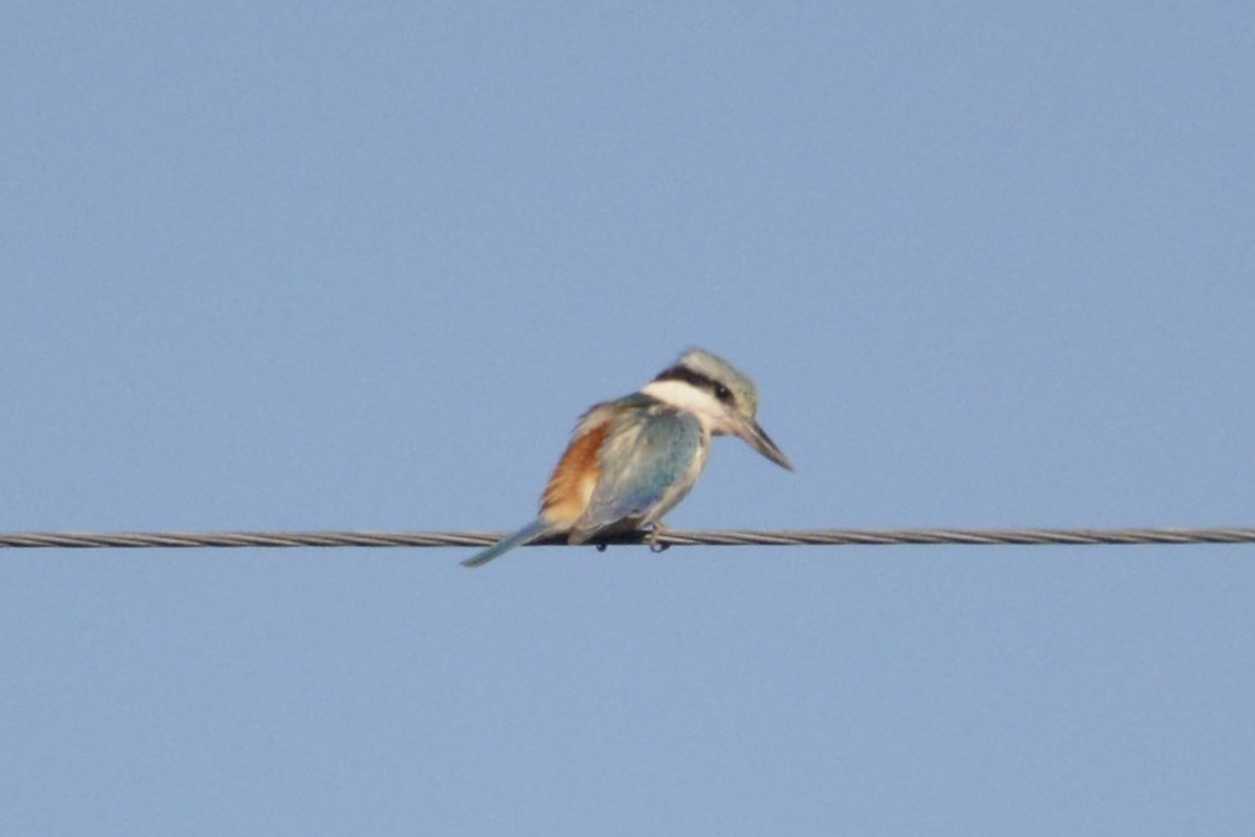 Red-backed Kingfisher - ML116048481