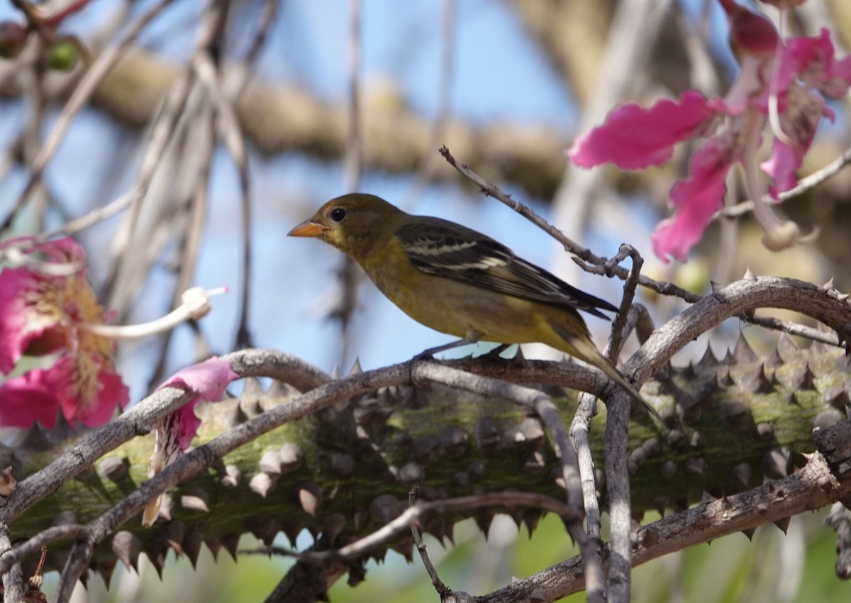 Western Tanager - Brad Rumble