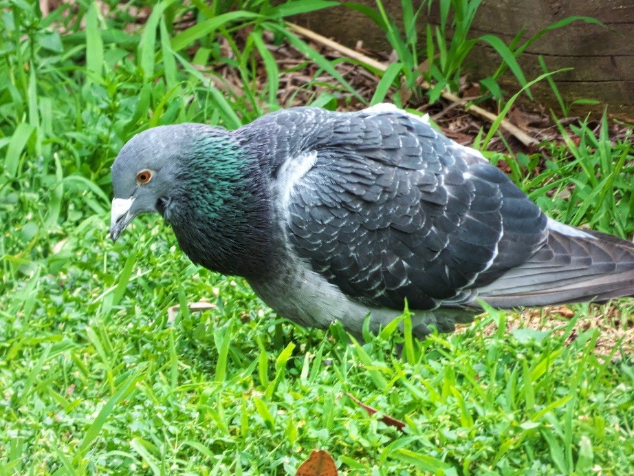 Rock Pigeon (Feral Pigeon) - Alfons  Lawen