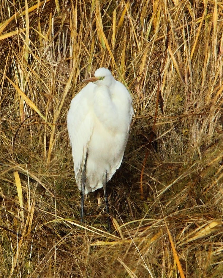Great Egret - St. Paul Island Tour and Pribilof Historical Records