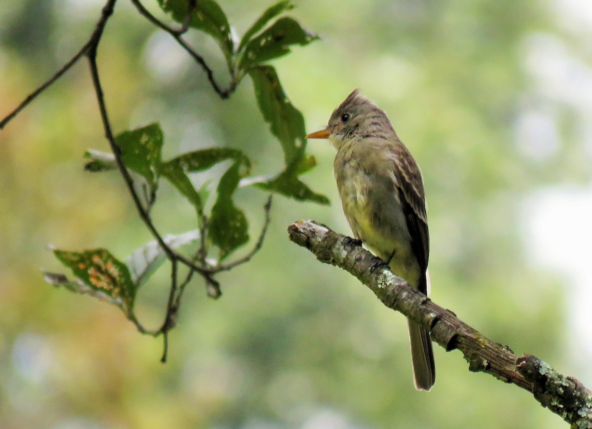 Greater Pewee - ML116056041