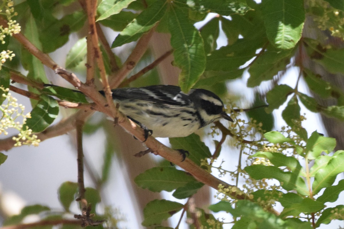 Black-throated Gray Warbler - Naresh Satyan