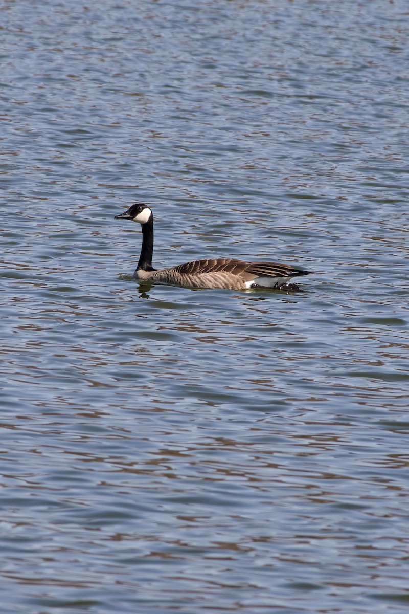 Wisconsin Breeding Bird Atlas Checklist 29 Apr 2018 Glenwood City St Croix County 5079