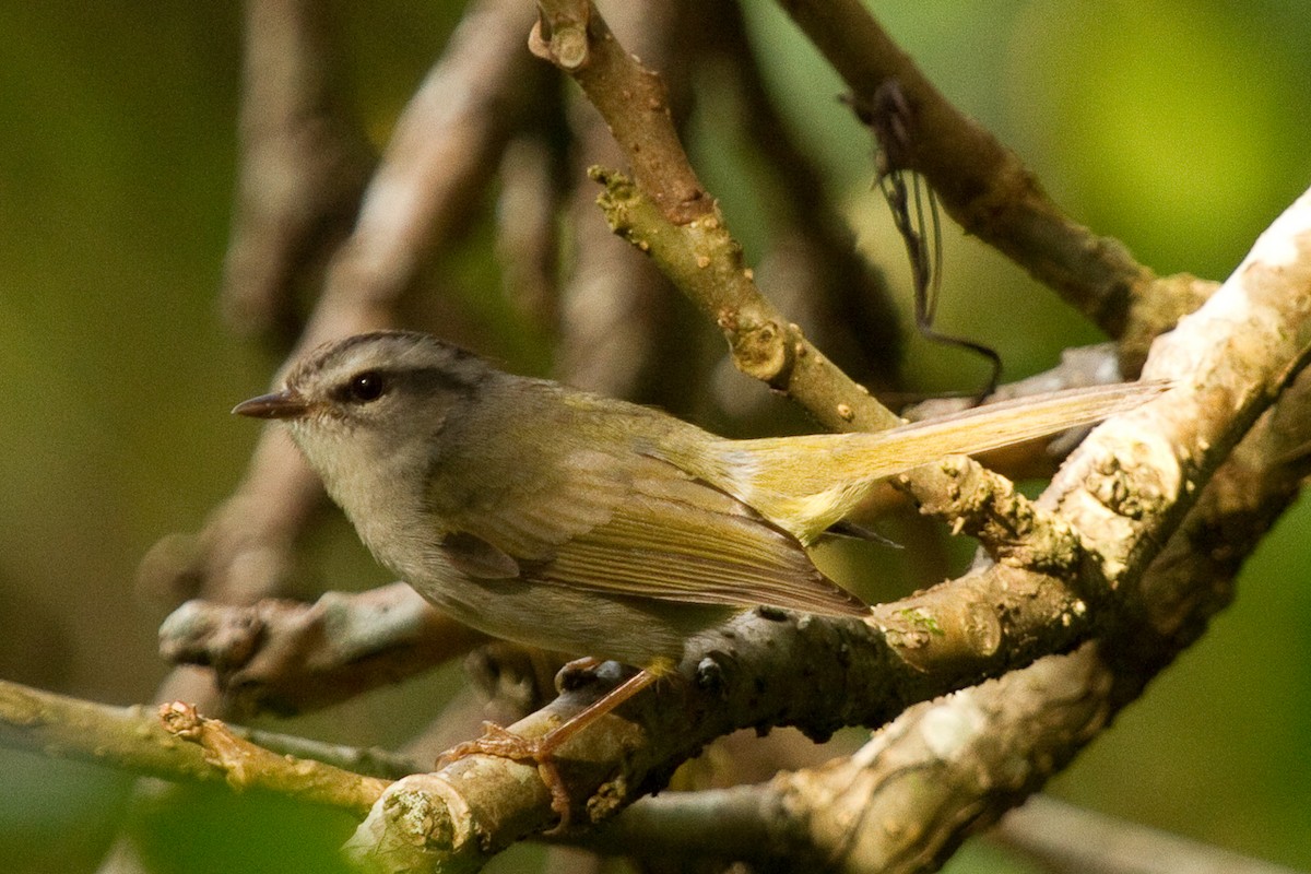 Golden-crowned Warbler (White-bellied) - ML116059081
