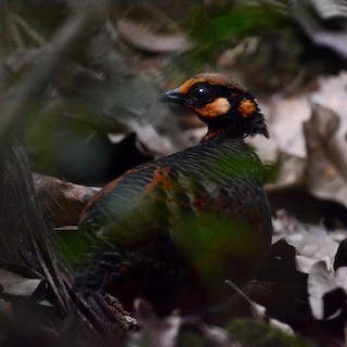 Chestnut-bellied Partridge, ML116063451