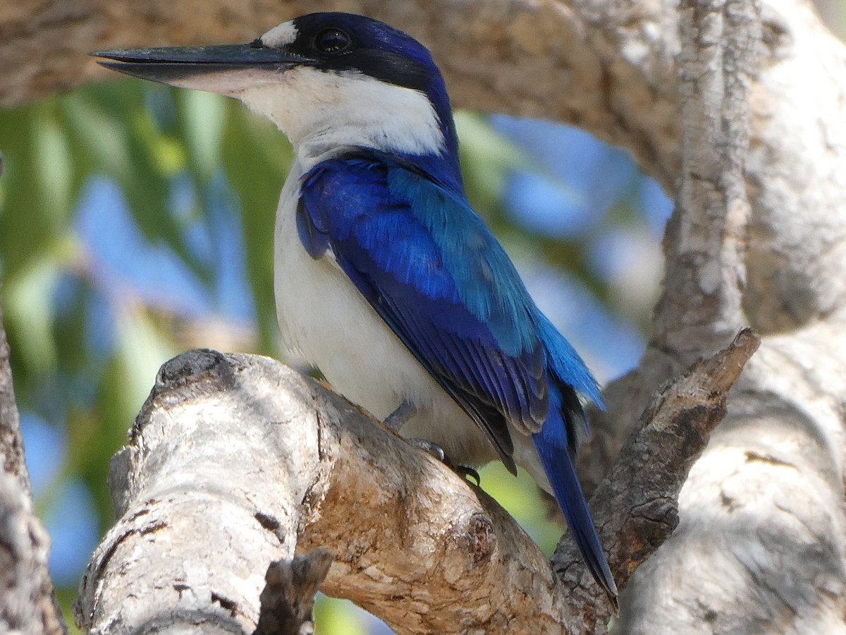 Forest Kingfisher - ML116063751