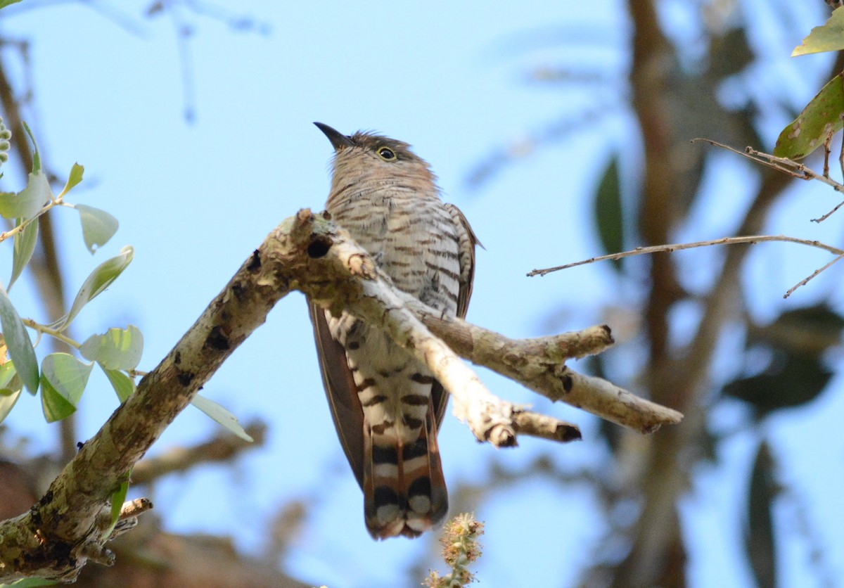 Little Bronze-Cuckoo (Gould's) - Susan Kruss
