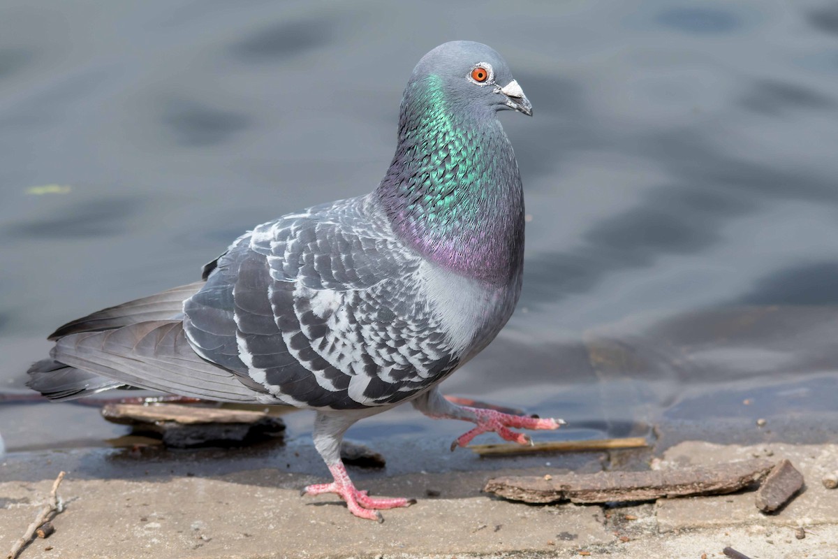 Rock Pigeon (Feral Pigeon) - Andrew Allen
