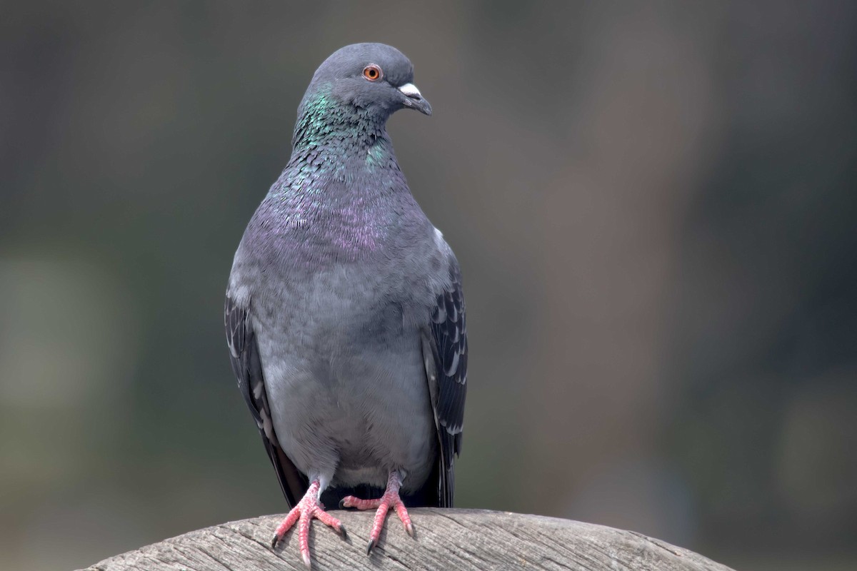 Rock Pigeon (Feral Pigeon) - ML116066801