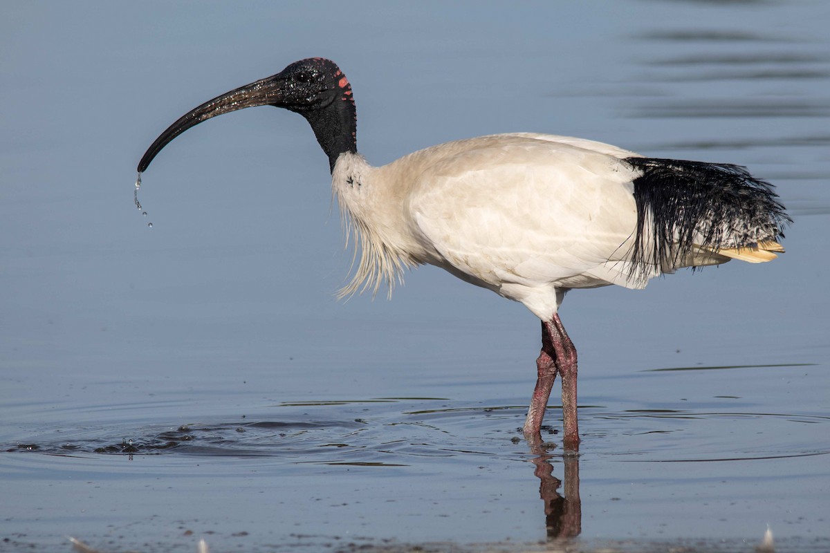 ibis australský - ML116066981