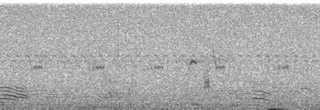 Brushland Tinamou - ML116067